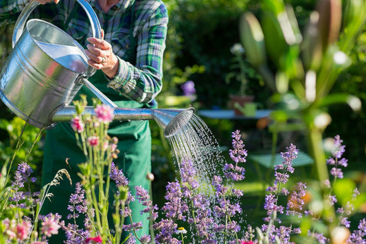🔥 How to Keep Your Plants Alive in a Heatwave ☀️ - The Gardening Club