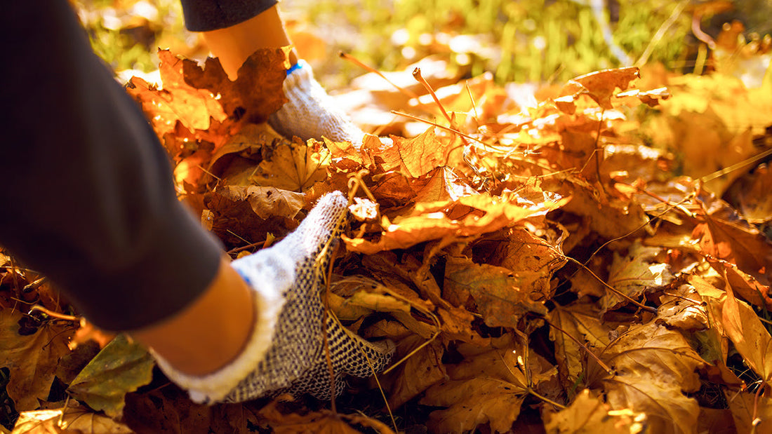 🍂 Early Autumn Jobs in the Garden 🍁