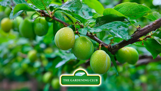 🍇 Why Autumn Is the Secret Season for Fruit Planting