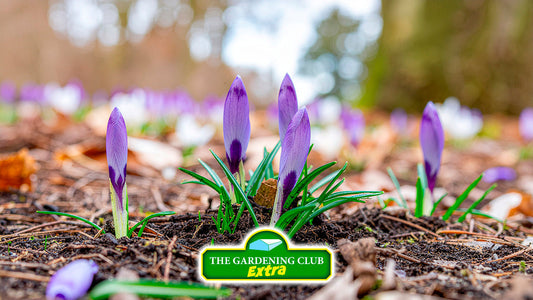 February Jobs in the Garden