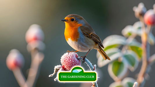 January Jobs in the Garden