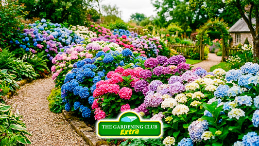 June Jobs to do in the Garden