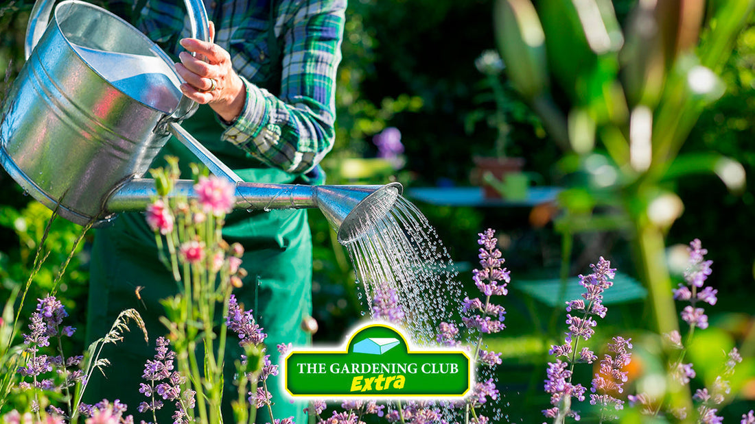 Hot Weather Watering Guide for your Garden
