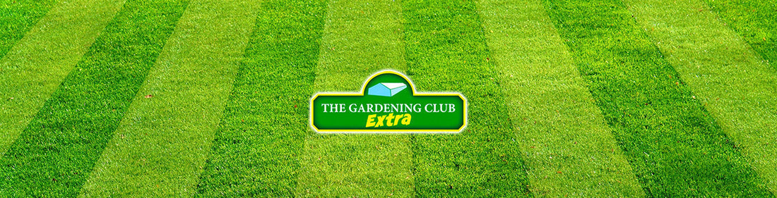 Give Your Lawn the Care It Needs This Autumn