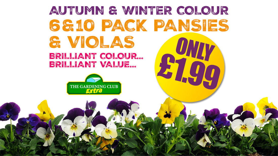 Why Buy Winter Pansies & Violas?