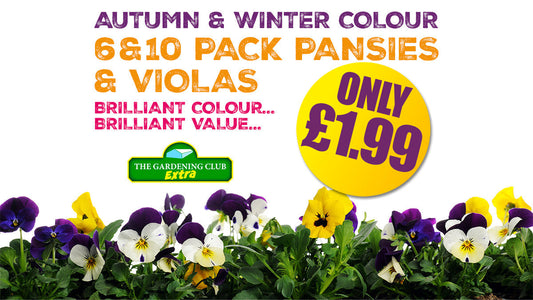 Why Buy Winter Pansies & Violas?
