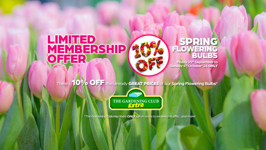 Plant Bulbs Now for a Spectacular Spring