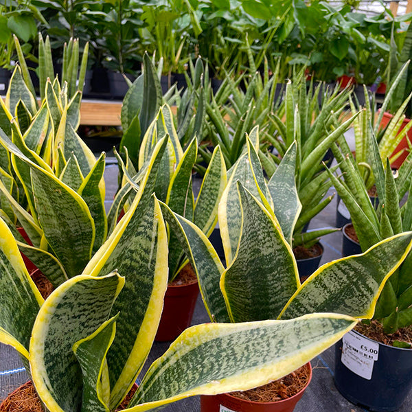 Houseplants