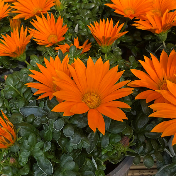 Outdoor Plants